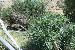 Image of Large Kangaroo Apple