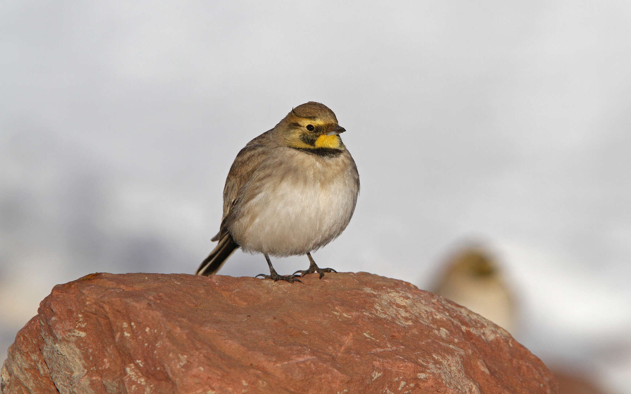 صورة Eremophila alpestris atlas (Whitaker 1898)