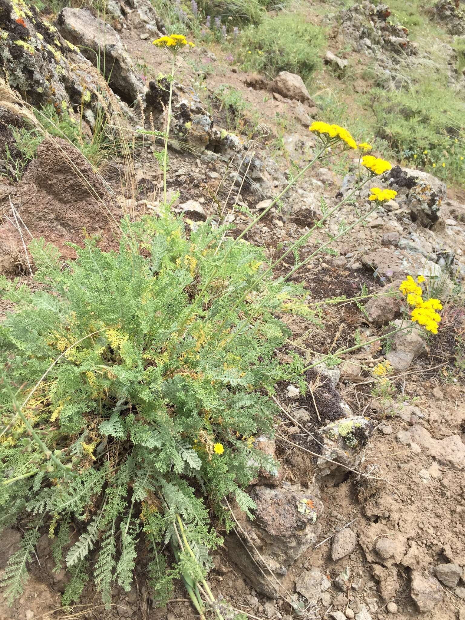 Image of Tanacetum polycephalum Sch. Bip.