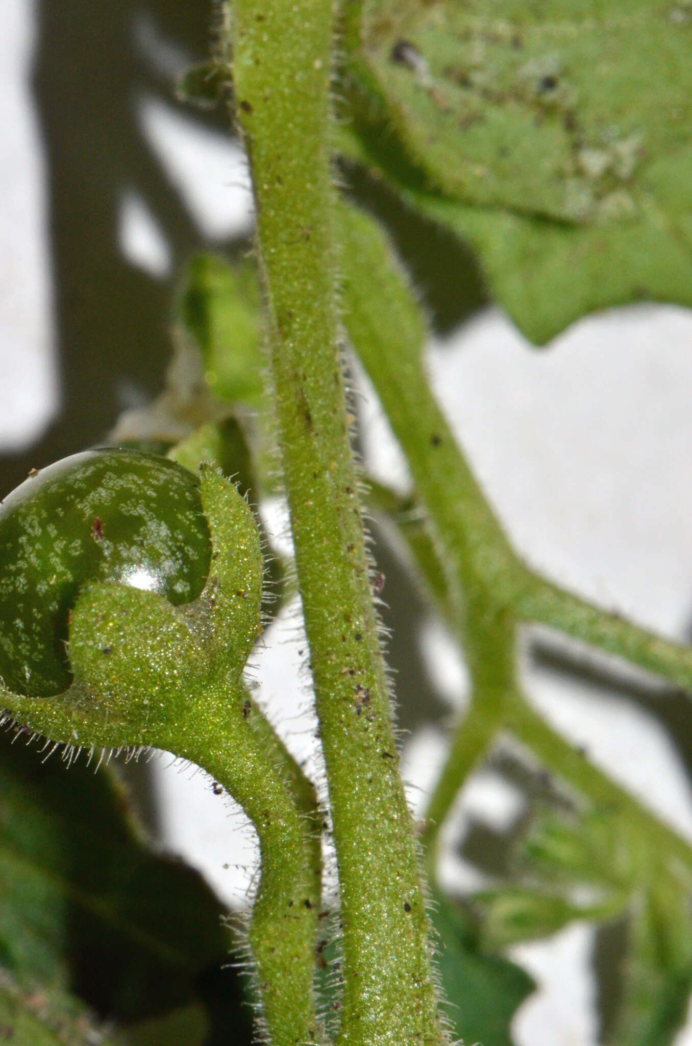 Solanum physalifolium var. nitidibaccatum (Bitter) J. M. Edmonds的圖片