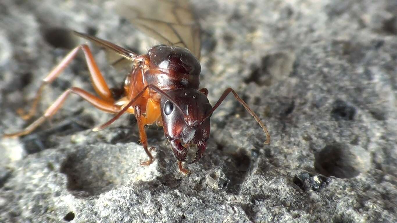 Image of Camponotus nylanderi Emery 1921