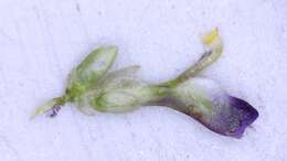 Image of Muraltia alopecuroides (L.) DC.