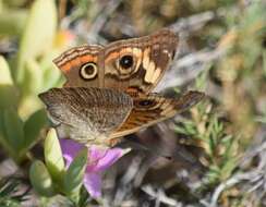 Image of Pacific Mangrove Buckeye