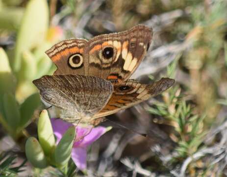 Image of Junonia pacoma