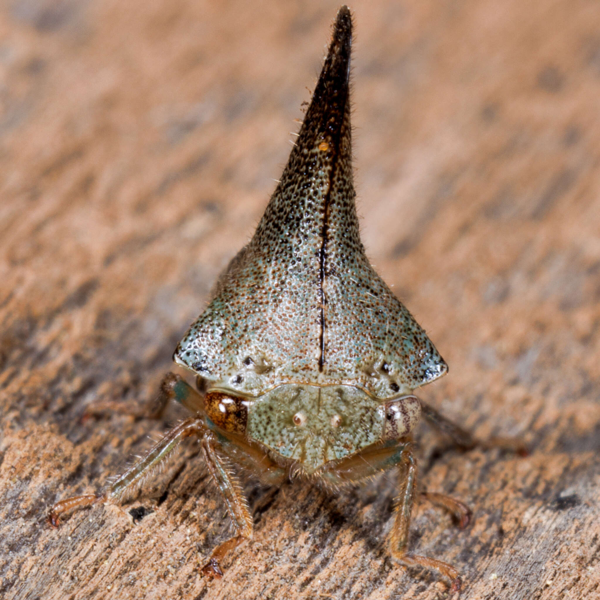 Image of Glossonotus turriculata Emmons