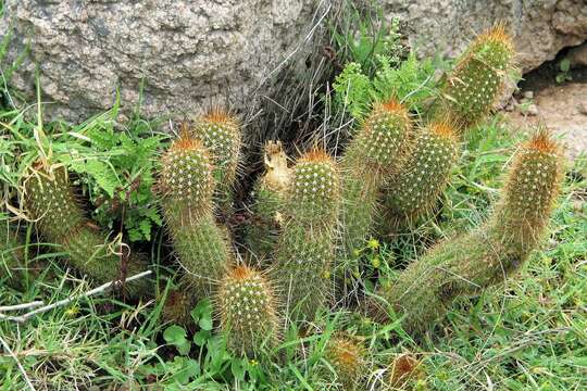 Echinopsis strigosa (Salm-Dyck) H. Friedrich & G. D. Rowley resmi