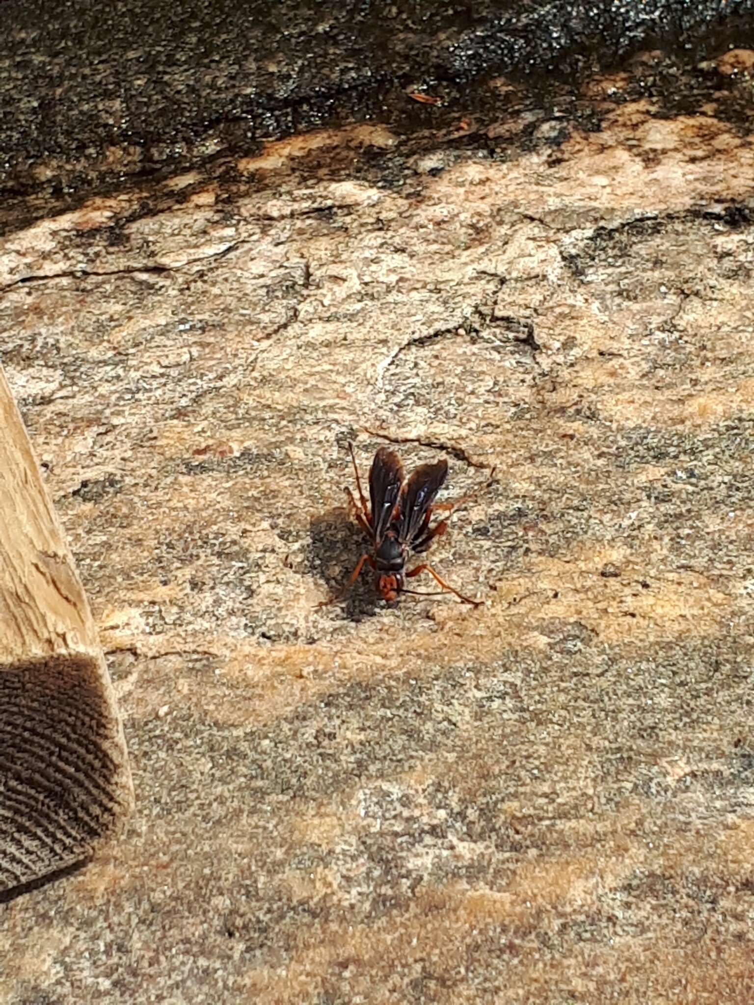 Image of Tachypompilus ferrugineus