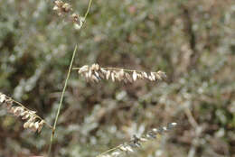 Image of African lovegrass