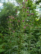 Image de Cirsium pendulum Fisch. ex DC.