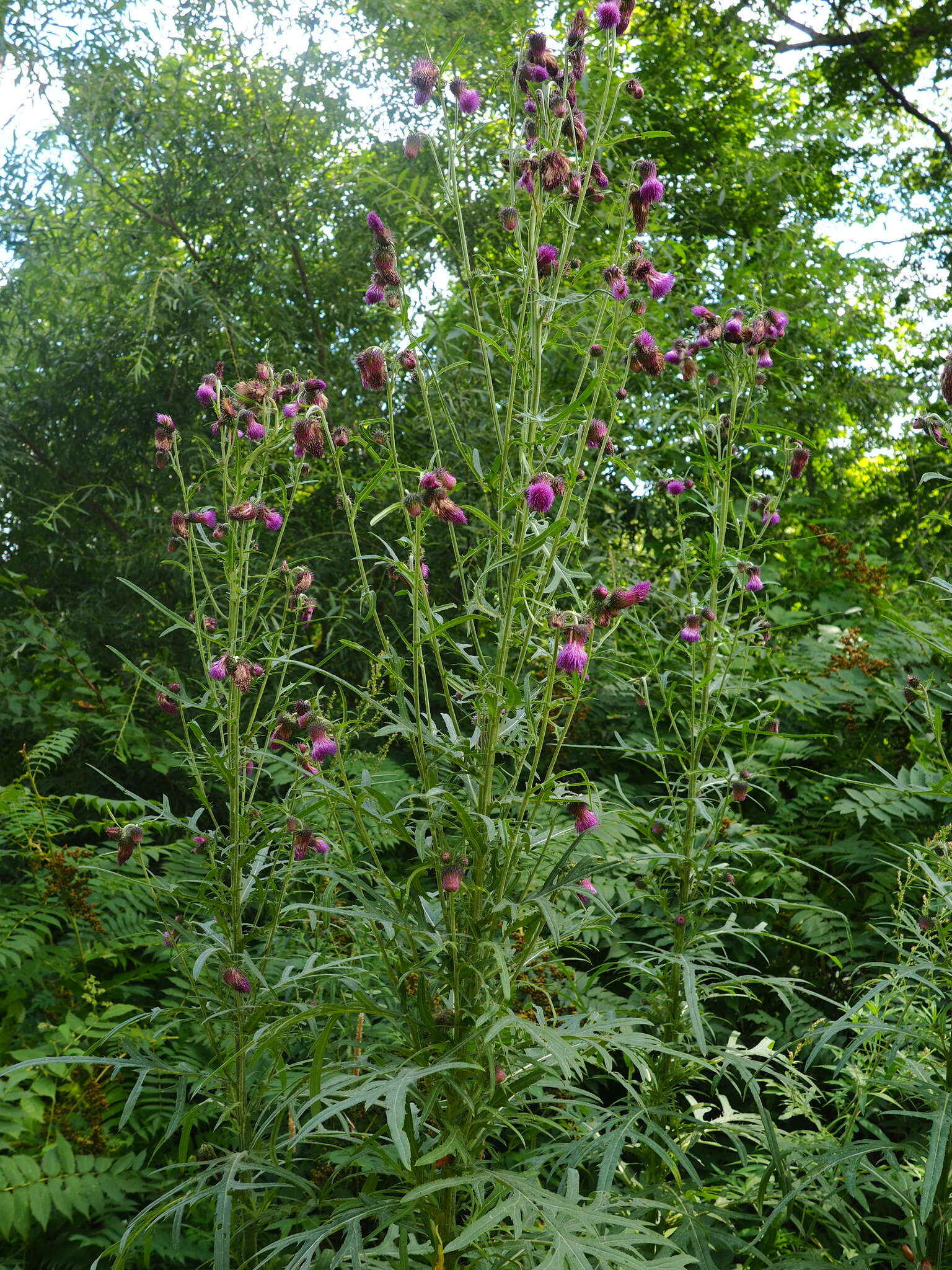 Image of Cirsium pendulum Fisch. ex DC.