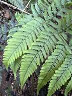 Image of Pacific Wood Fern