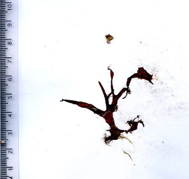 Image of <i>Kallymenia patens</i>