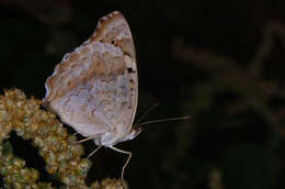 Image of Junonia orithya here Lang 1884