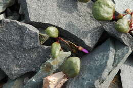 Image of Ogilvie Mountain springbeauty