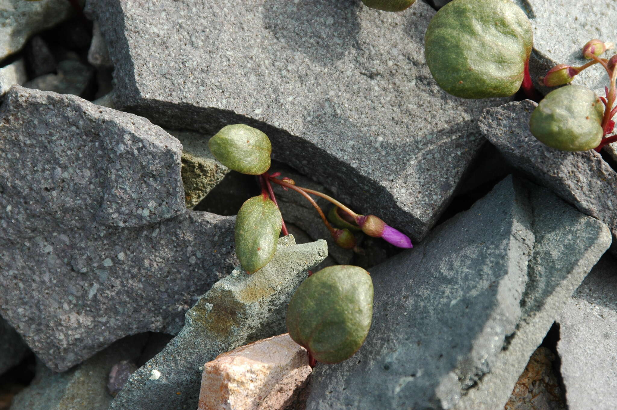 Claytonia ogilviensis Mc Neill resmi