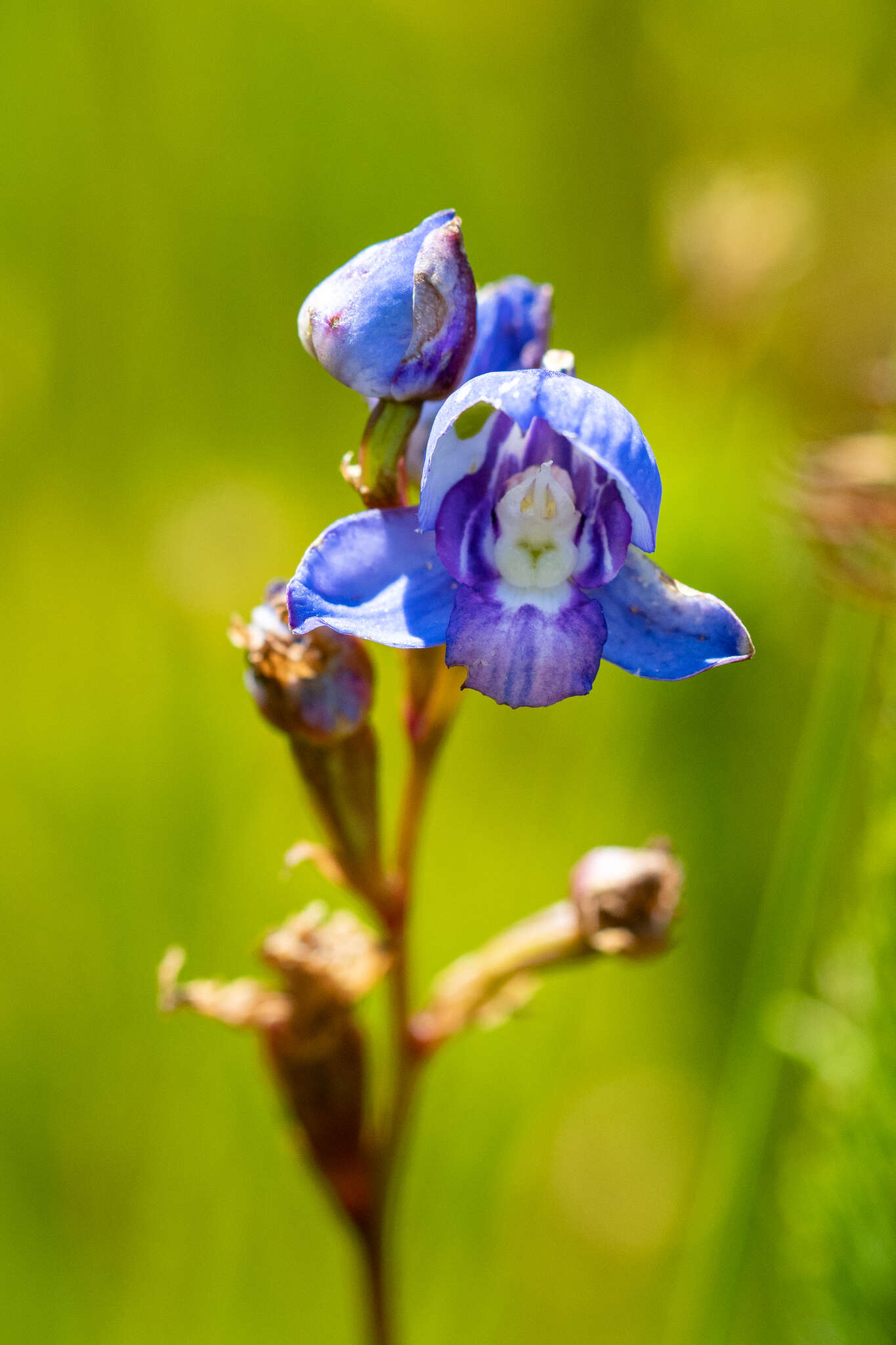 Disa graminifolia Ker Gawl. ex Spreng. resmi