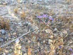 Image of Tehachapi woollystar