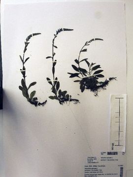 Image of spiked speedwell