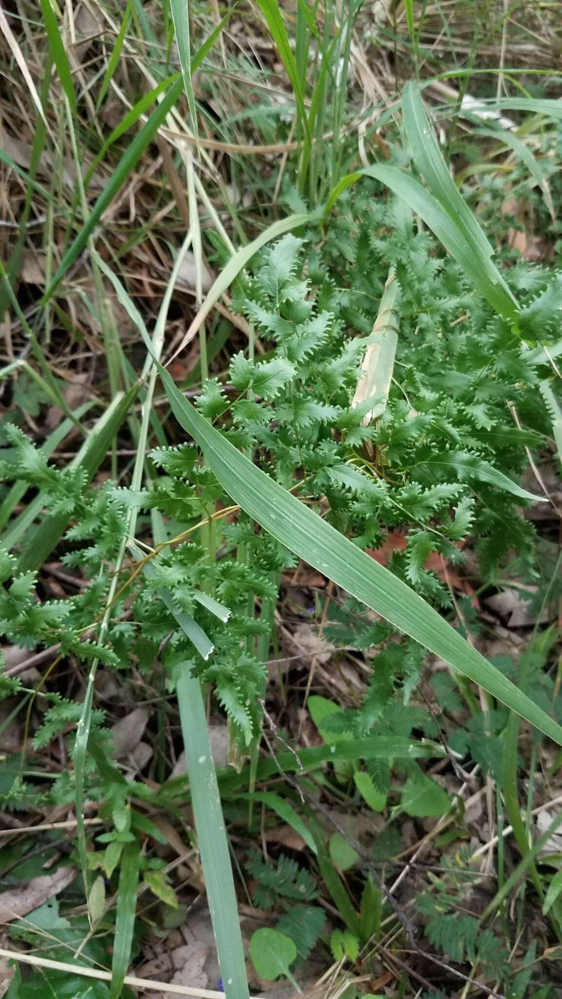 Image of maidenhair creeper