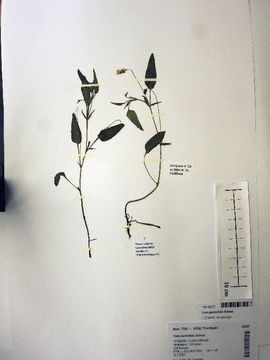 Image of <i>Viola persicifolia</i> Schreb.
