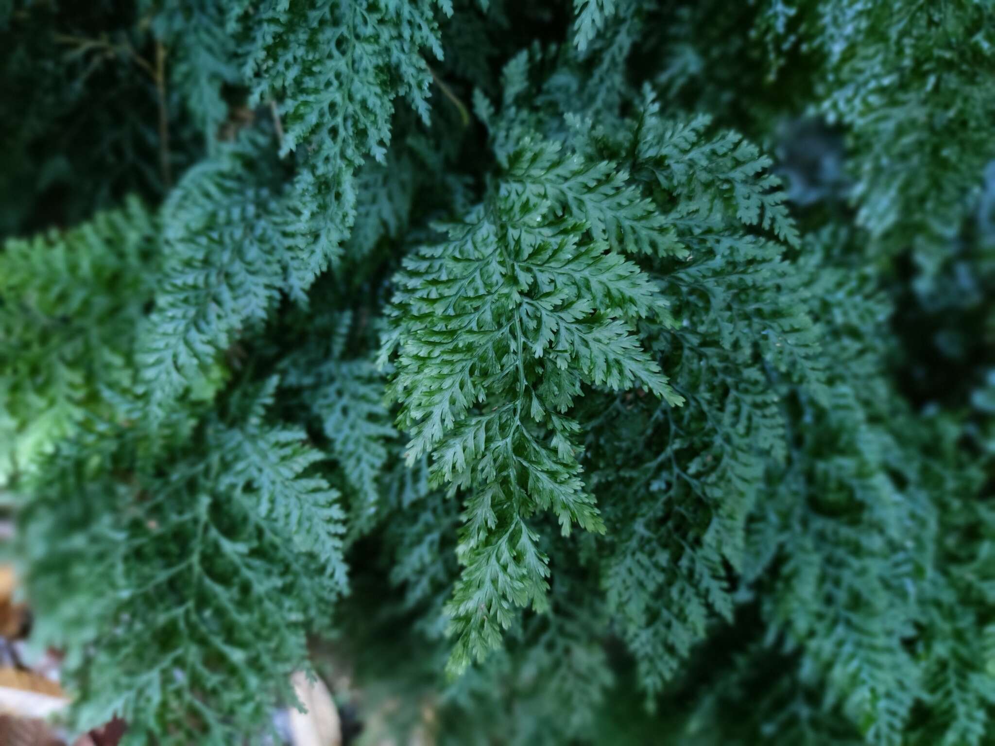 Image of Killarney fern
