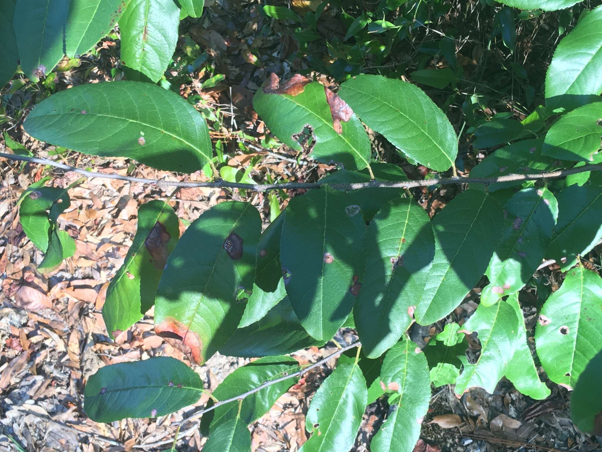 Image of Alabama cherry