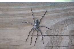 Image of Whitebanded Fishing Spider