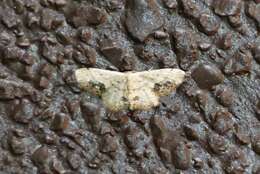 Image de Idaea chotaria Swinhoe 1886