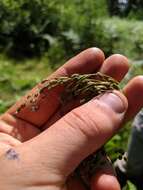 Image of Stalked Bulrush