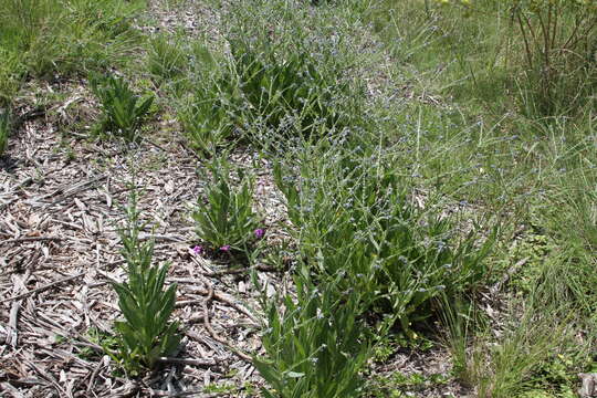 Plancia ëd Boraginaceae