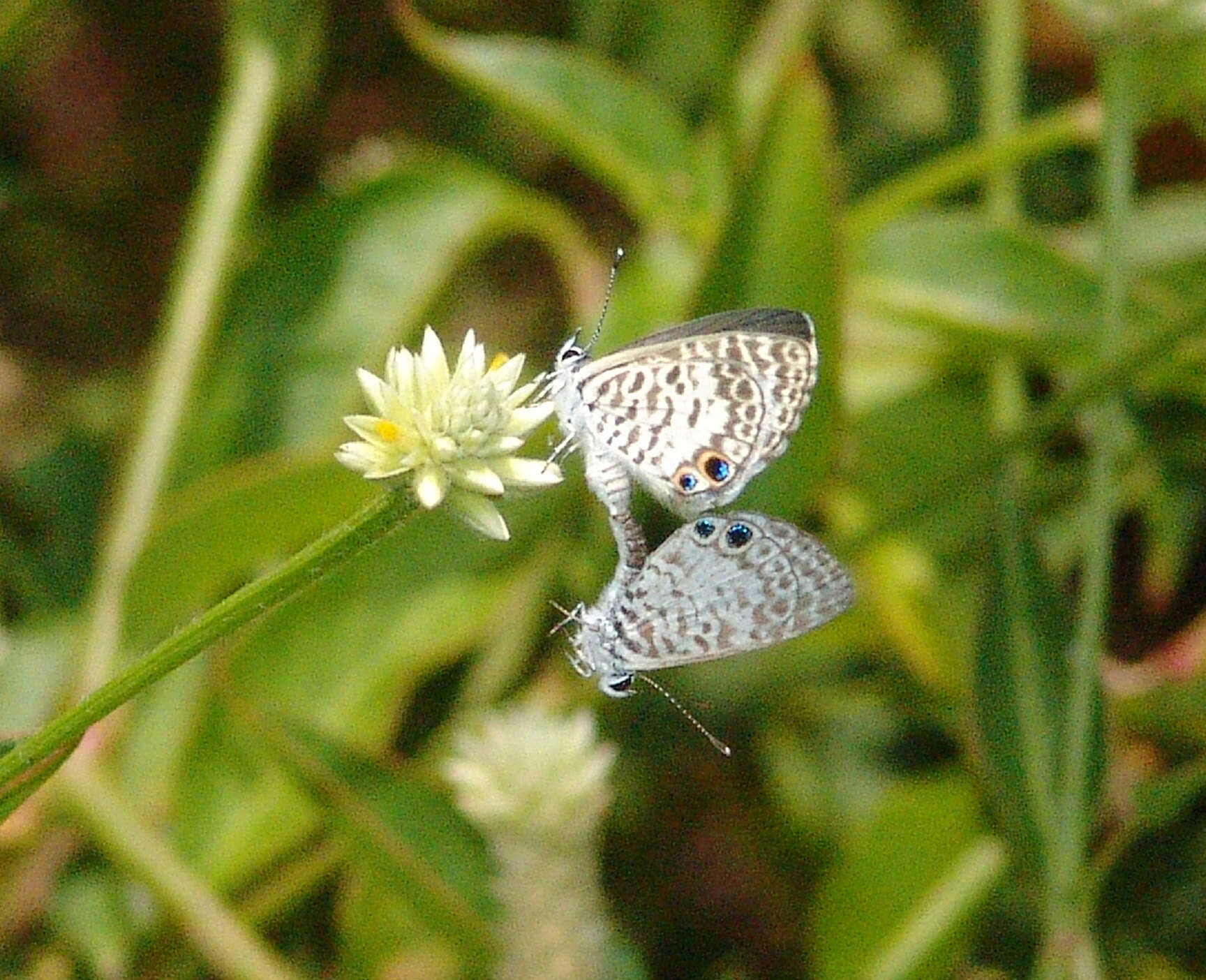 Imagem de <i>Leptotes cassius theonus</i>