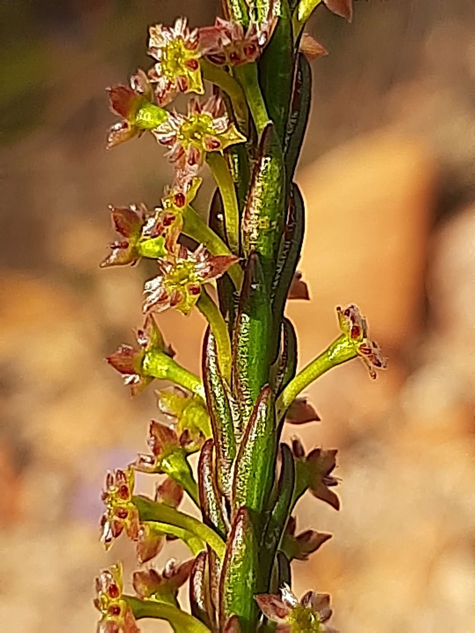 Image of Struthiola parviflora Bartl. ex Meissn.