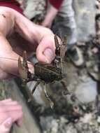 Image of Rock Crayfish