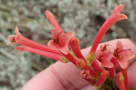 Image de Erica curviflora L.