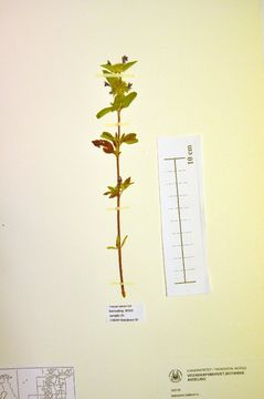 Image of red hempnettle