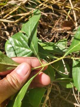 Image of Lower zambezi bride's Bush