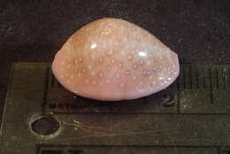 Image of Cowrie