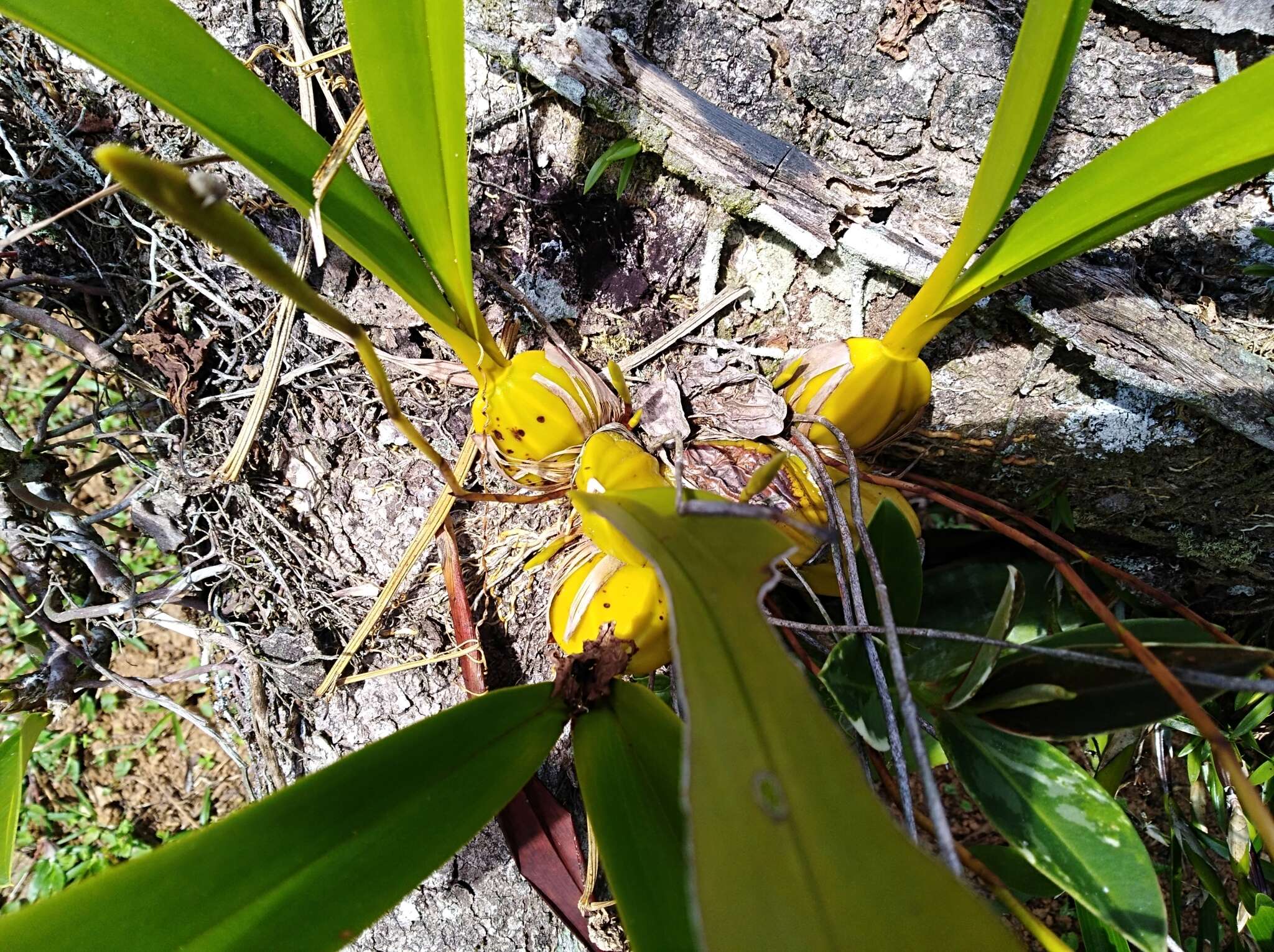 Image of Maxillaria egertoniana (Bateman ex Lindl.) Molinari