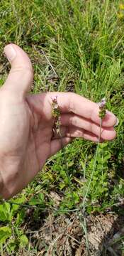 Image of Few-flowered Milkwort