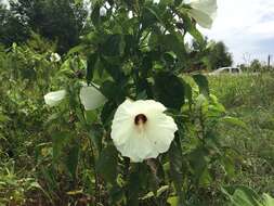 Imagem de Hibiscus moscheutos subsp. lasiocarpos (Cav.) O. J. Blanch.