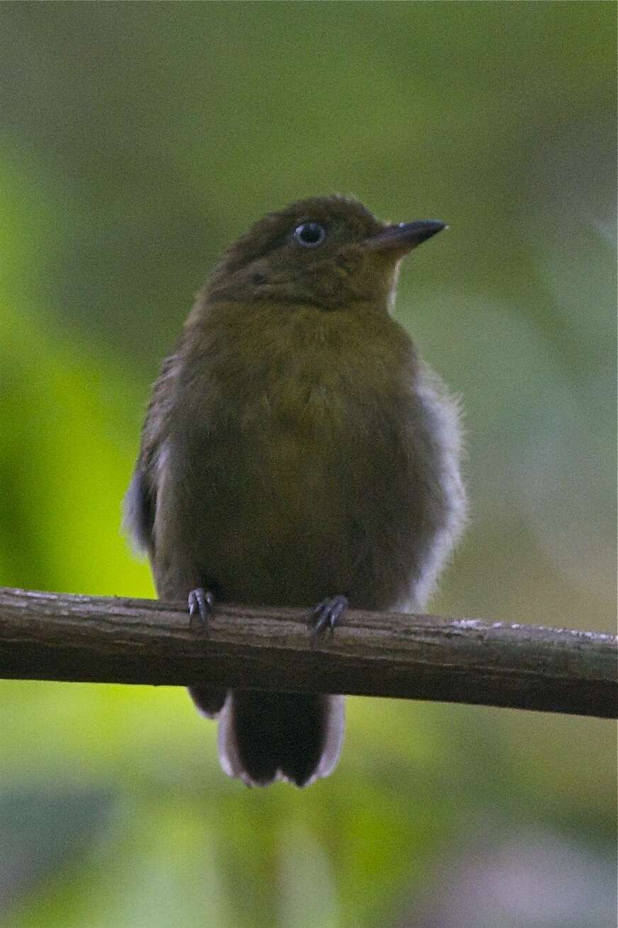 Image of Band-tailed Manakin
