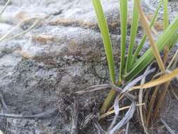 Image of Sporobolus rigidus (Buckley) P. M. Peterson