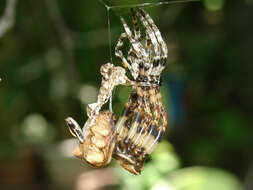 Image of Araneus grossus (C. L. Koch 1844)