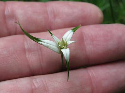 صورة Rhynchospora blepharophora (J. Presl & C. Presl) H. Pfeiff.