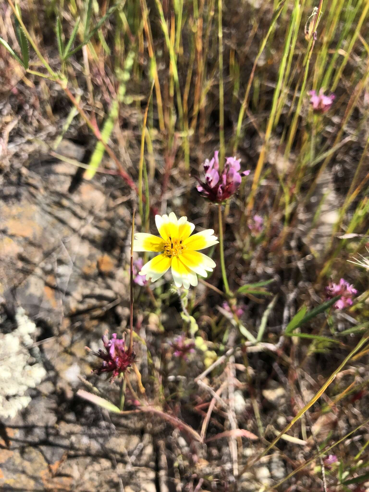 Image of woodland tidytips