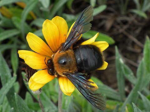 Image of Xylocopa flavorufa (De Geer 1778)