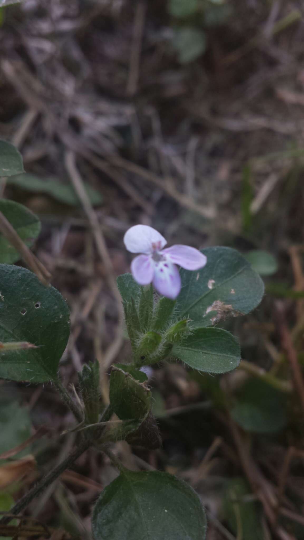 Imagem de Hypoestes serpens R. Br.