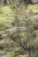 Sivun Hakea carinata F. Müll. ex Meissn. kuva