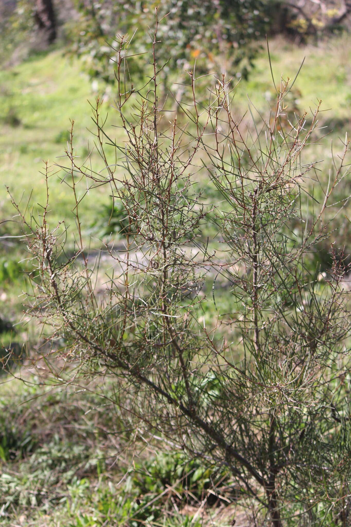 Sivun Hakea carinata F. Müll. ex Meissn. kuva