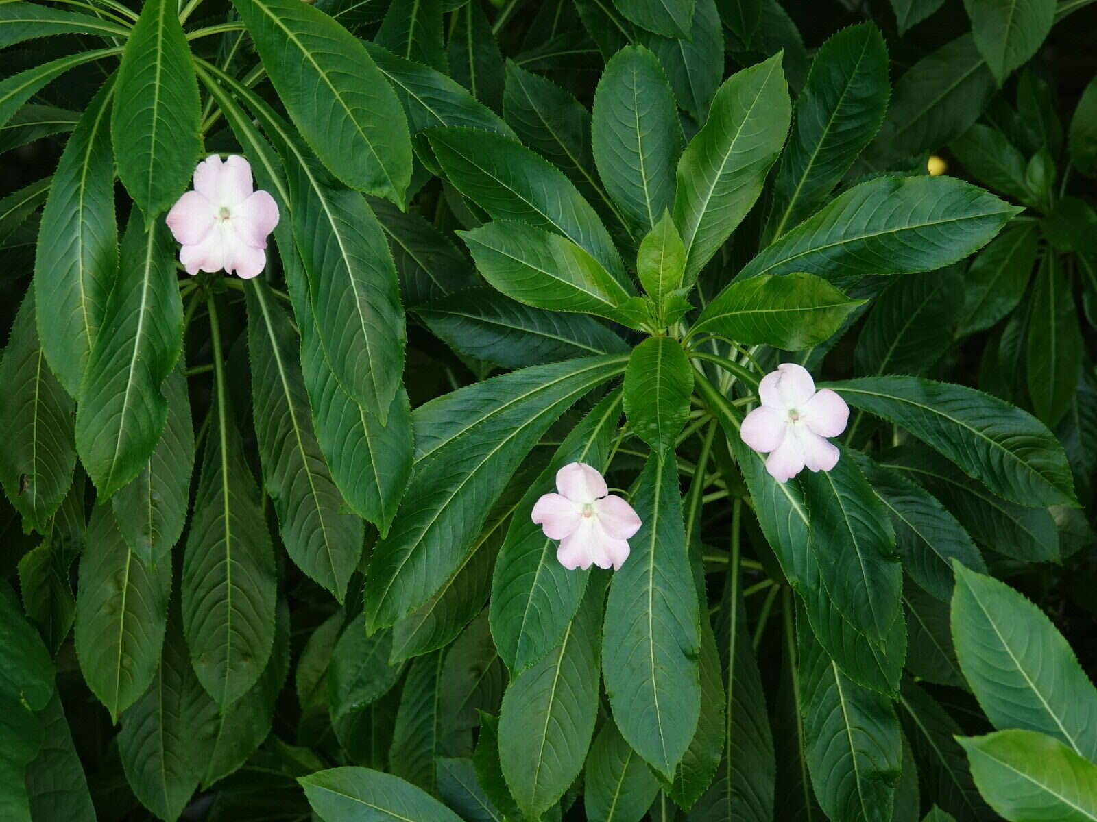 Impatiens sodenii Engl. & Warb. ex Engl. resmi